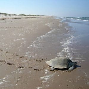 Turtle friendly lighting for the US military.