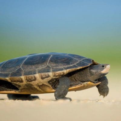 Turtle Friendly Lighting for the US Military