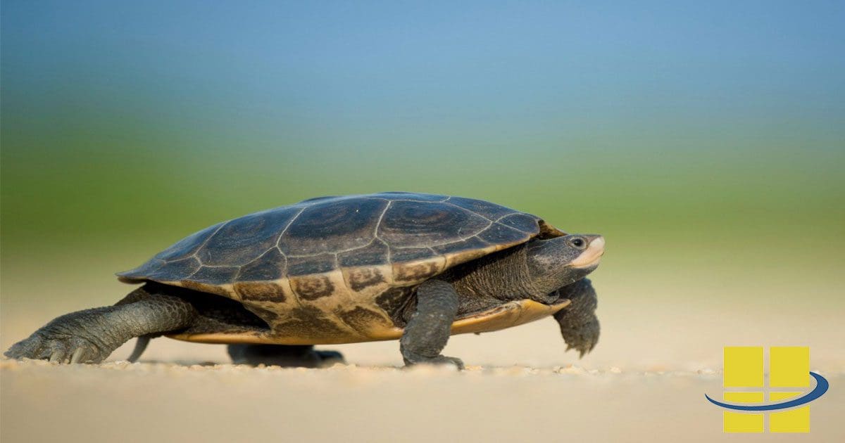 Turtle Friendly Lighting for the US Military