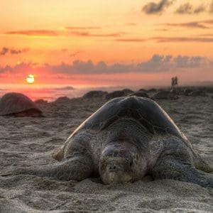 Turtle on beach