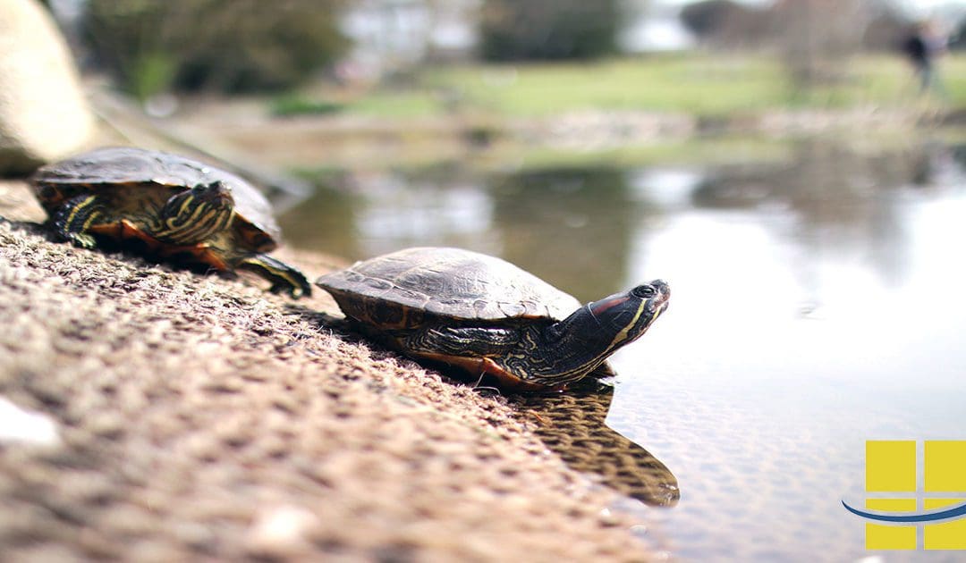 Condo in Destin, Florida, Selects Access Fixtures Turtle Friendly LED Wall Packs