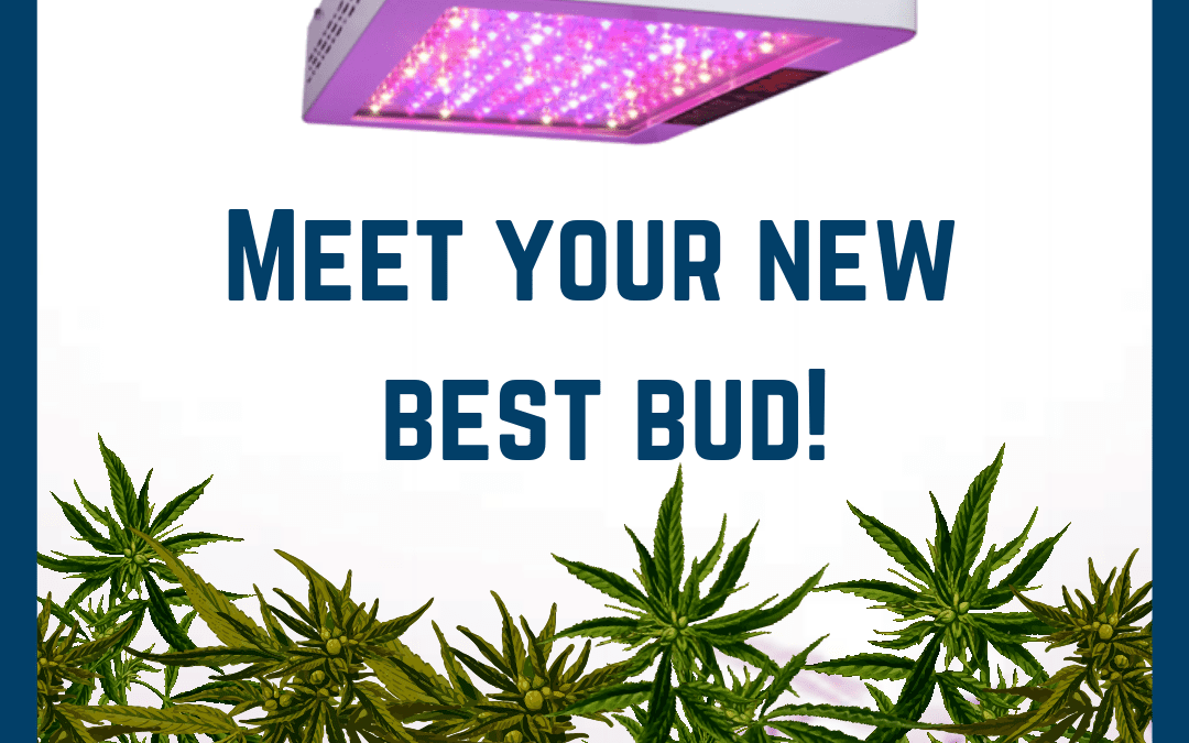 TOAK With Us: New LED Cannabis Grow Lights from Access Fixtures