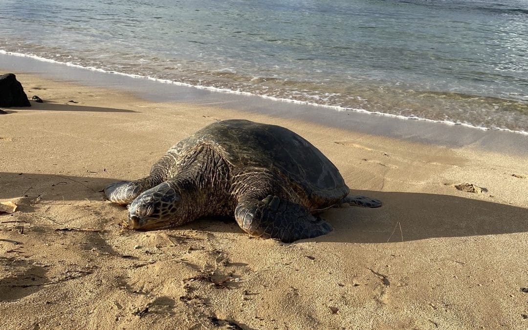 How Does Light Pollution Affect Sea Turtles: A Guide to Protecting Them