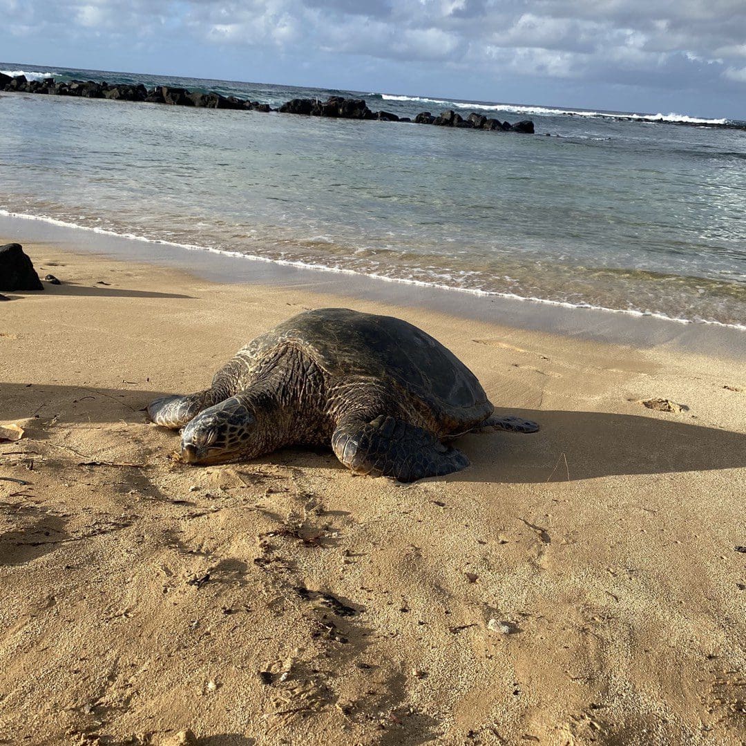 How Does Light Pollution Affect Sea Turtles: A Guide to Protecting Them