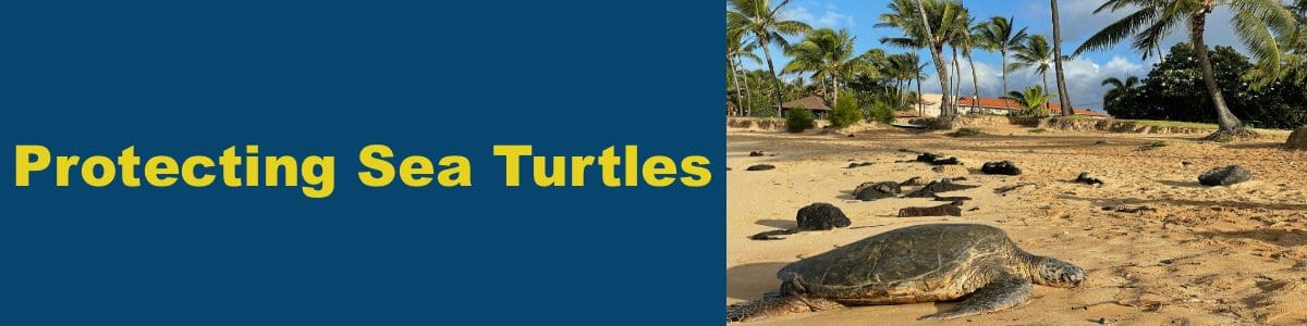 Protecting Sea Turtles Protecting Sea Turtles