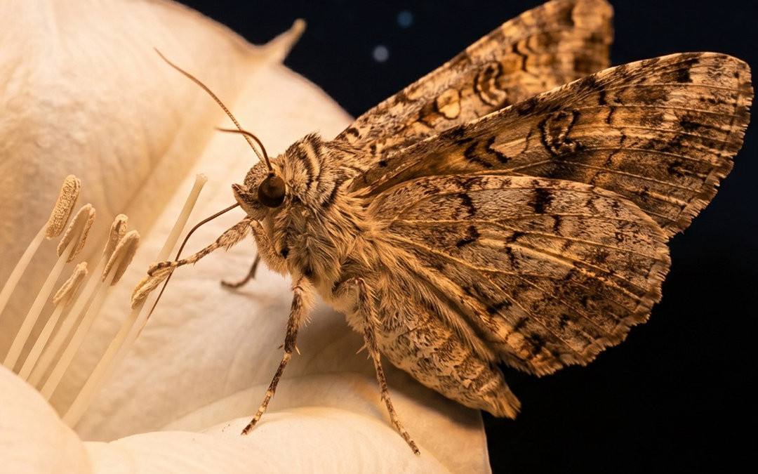 How Outdoor Lighting Affects Nocturnal Pollinators