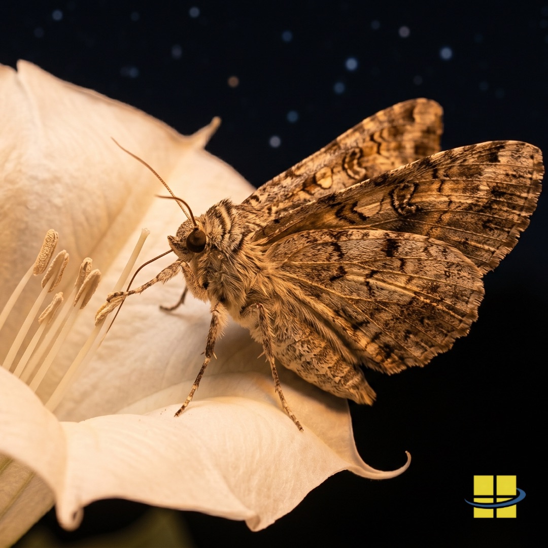 How Outdoor Lighting Affects Nocturnal Pollinators