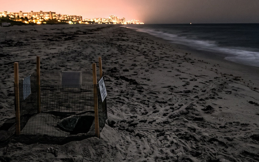Broward County Record Green Turtle Nests