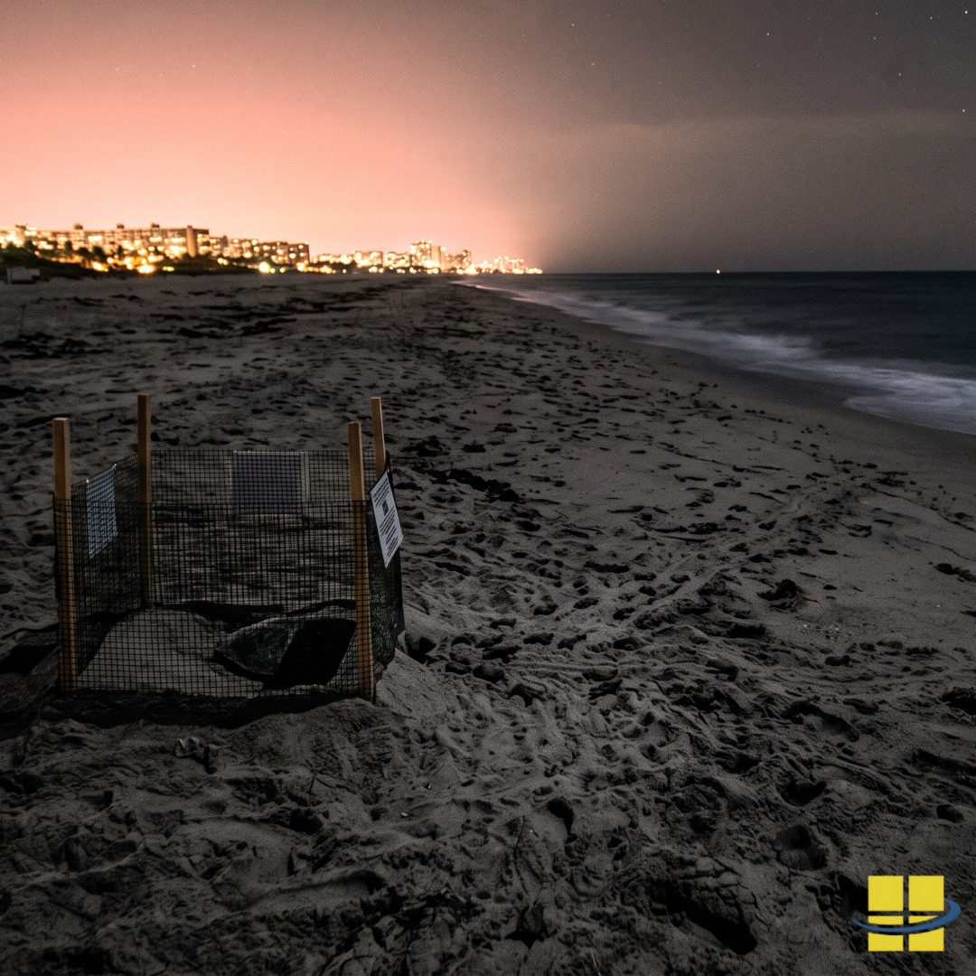 Broward County Record Green Turtle Nests